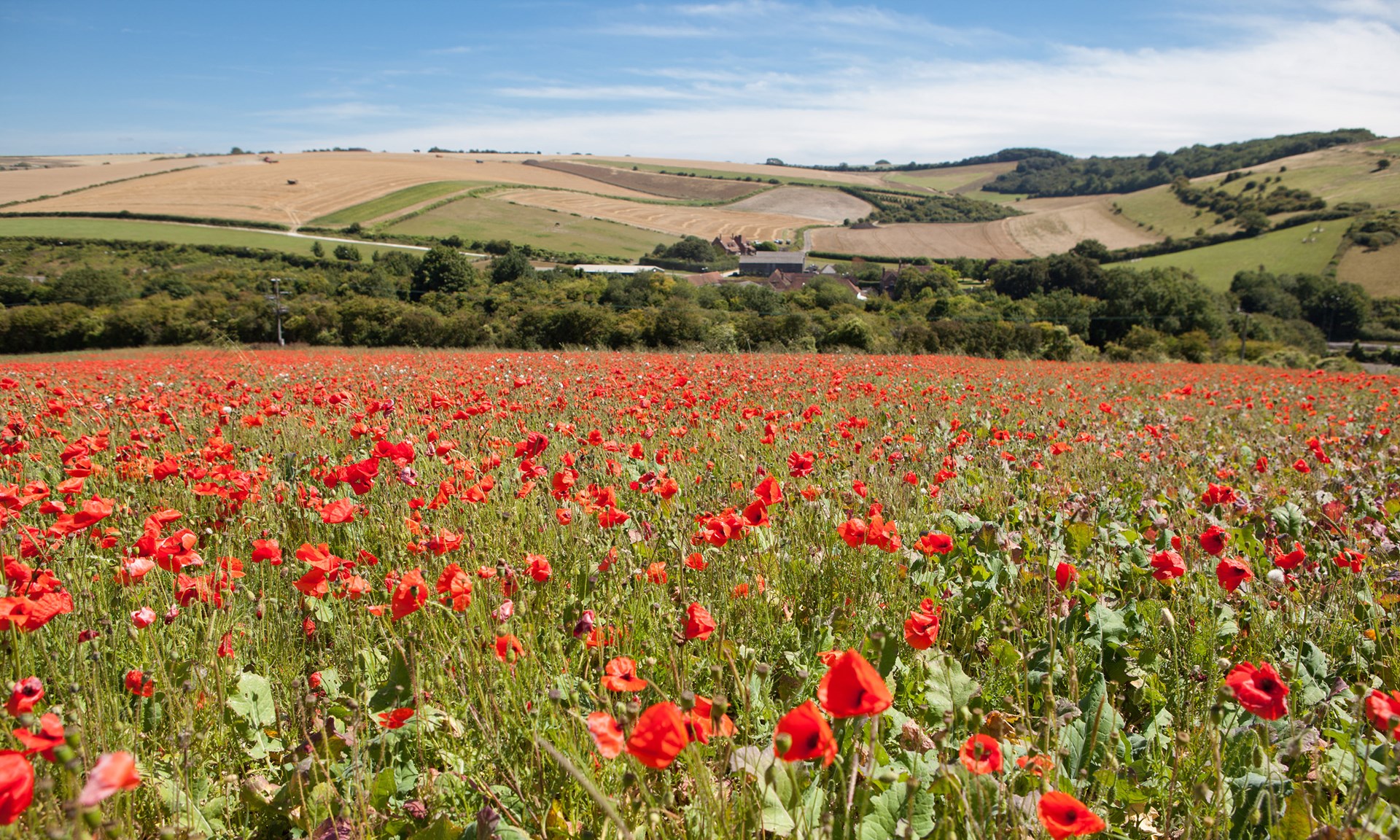 Stubble-plains and the fume of poppies around Winchester (and in
        Keats’s poem), the South Downs Way (click to enlarge)